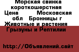 Морская свинка короткошерстная › Цена ­ 800 - Московская обл., Бронницы г. Животные и растения » Грызуны и Рептилии   